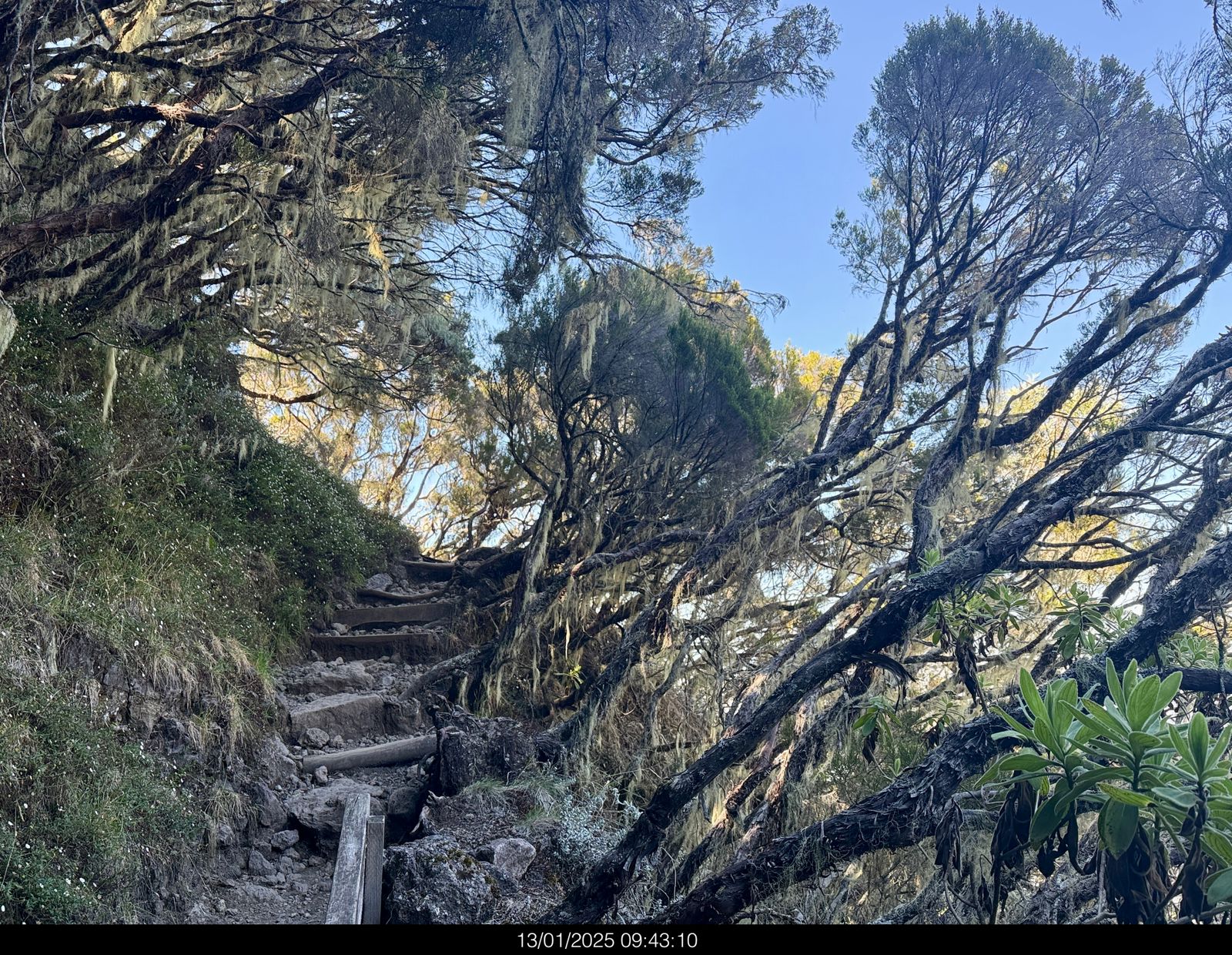 Sentier de randonnée en forêt, La Réunion