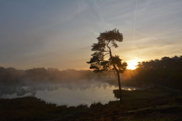 Arbre au bord d’un lac au lever du soleil