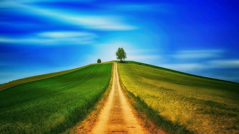 Chemin de terre traversant une prairie jusqu’à un arbre