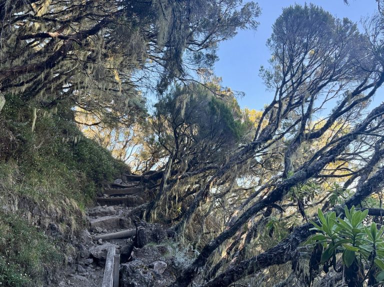 Sentier de montagne à La Réunion montant à travers la végétation